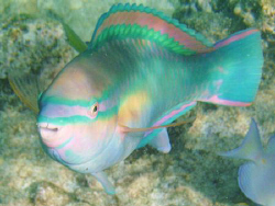 Parrotfish shows off it's colors. by Lori Slenker 